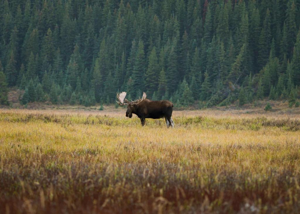 A Bear And Bison Country Inn Canmore