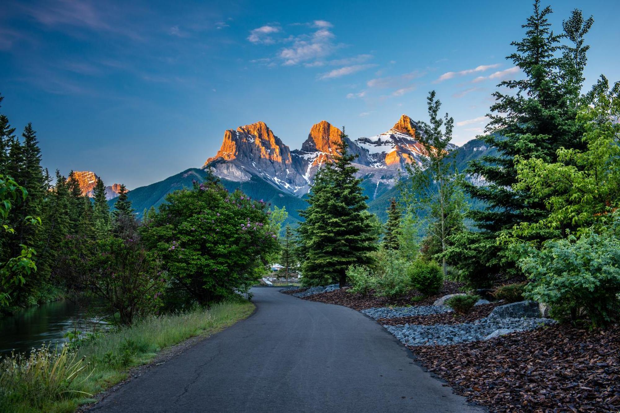 A Bear And Bison Country