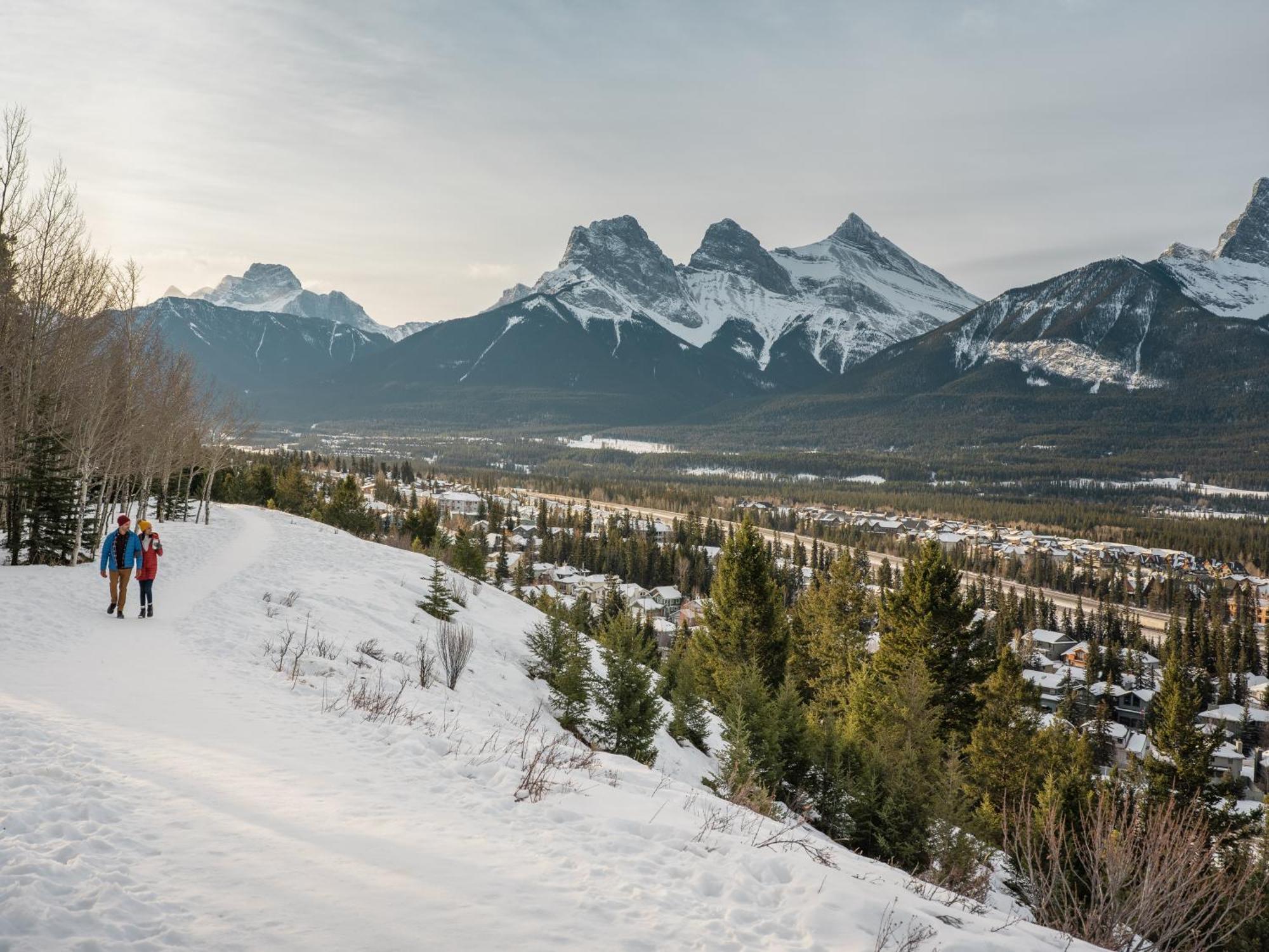 A Bear And Bison Country