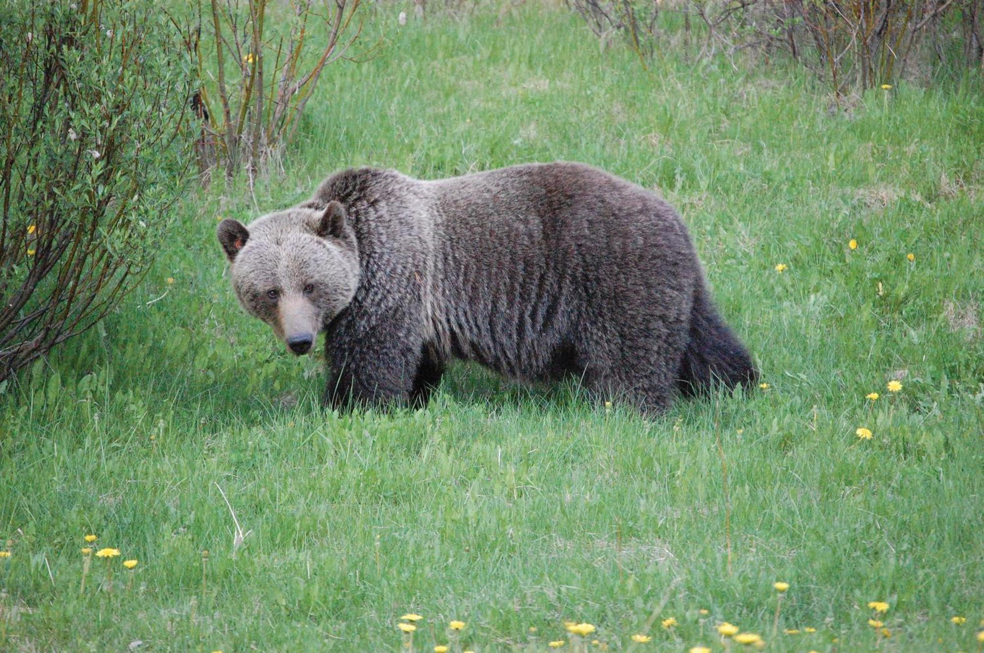 A Bear And Bison Country 4*